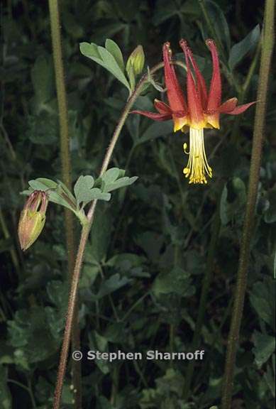 aquilegia formosa 5 graphic